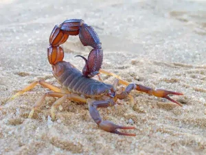 Acheter du venin de scorpion Acheter du venin de scorpion